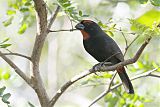 Greater Antillean Bullfinch